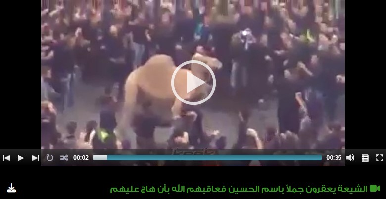 الشيعة يعقرون جملاً باسم الحسين فعاقبهم الله بأن هاج عليهم